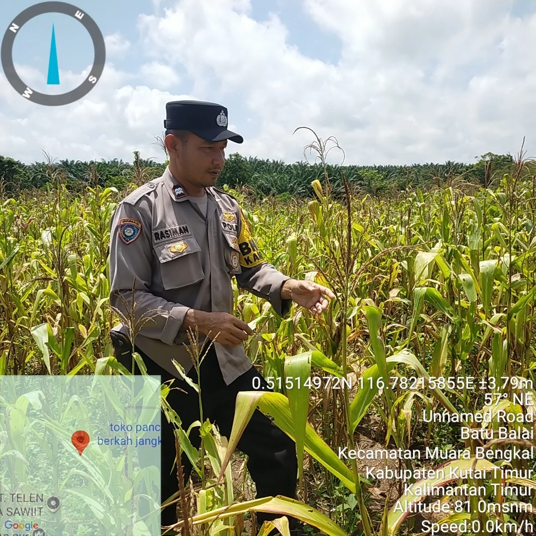 Polsek Muara Uya Pantau Jagung Pakan Kuartal III di Tengah Musim Kemarau
