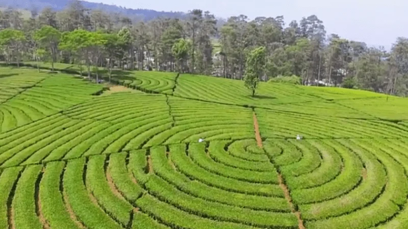 Harga Rp 1 Berlaku Hari Ini, Saham Hary Tanoe BABP, BHIT, IPTV Rontok ARB