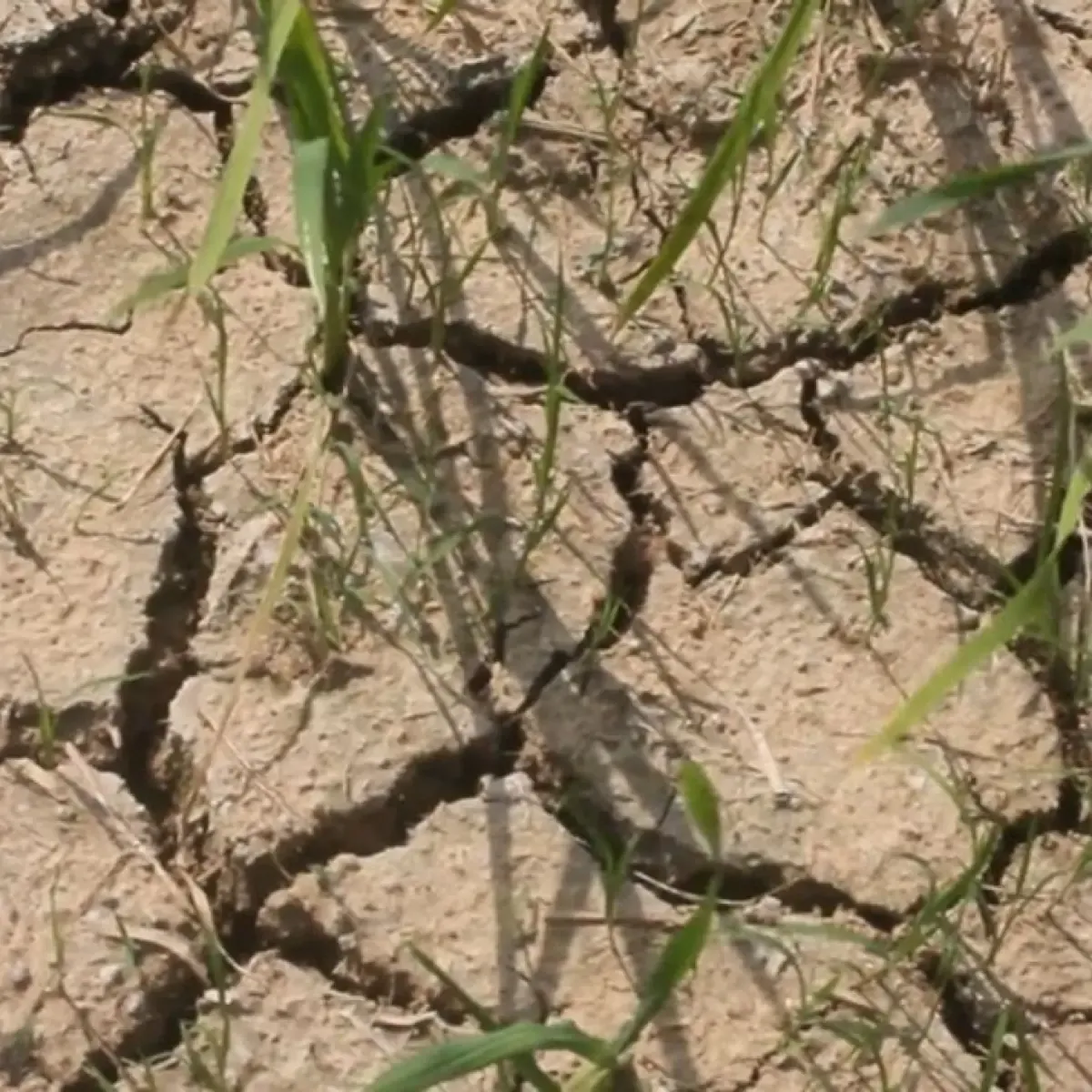 El Nino Capai Rekor Suhu Pasifik pada September 2026