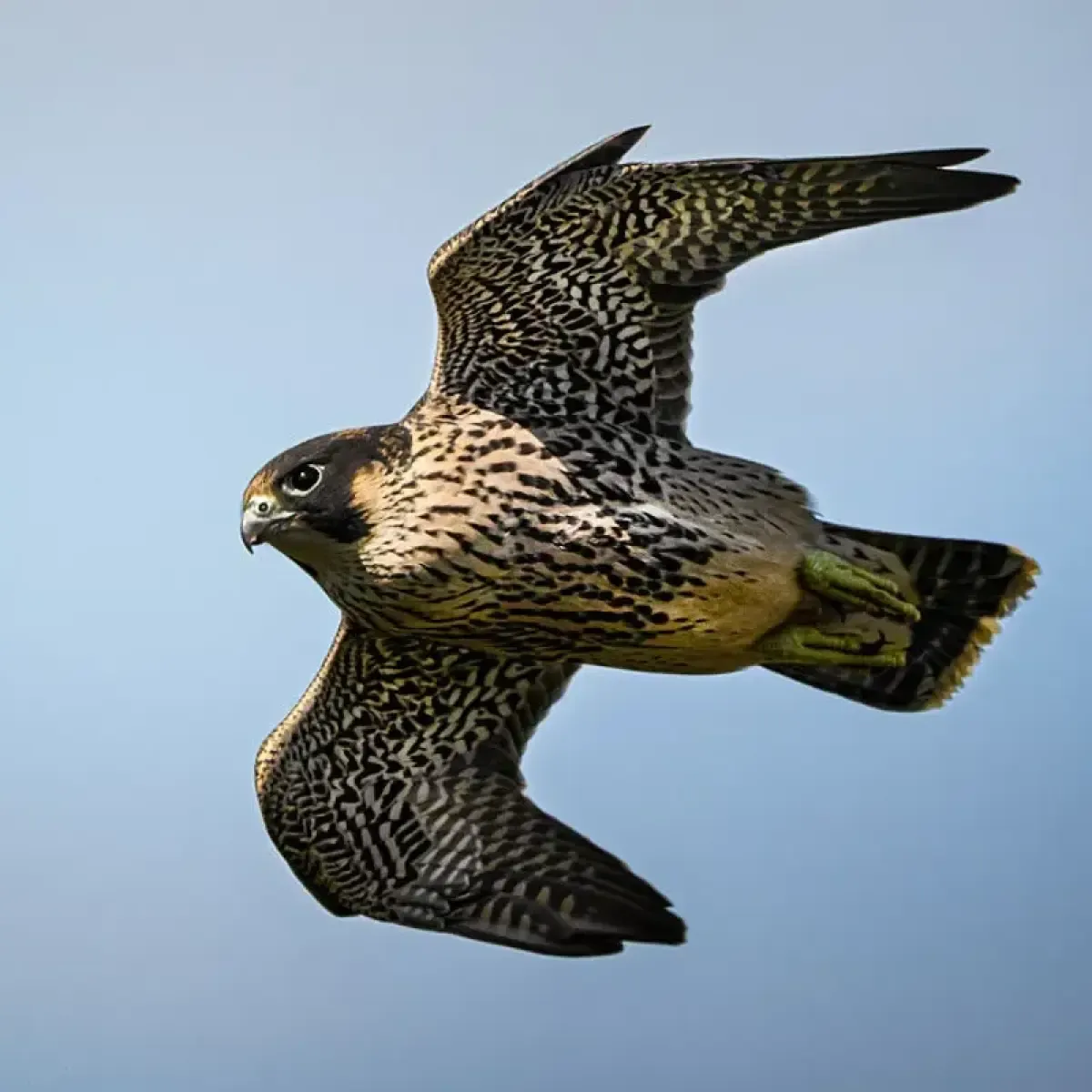 Elang Peregrine Memimpin Daftar Burung Tercepat Dunia
