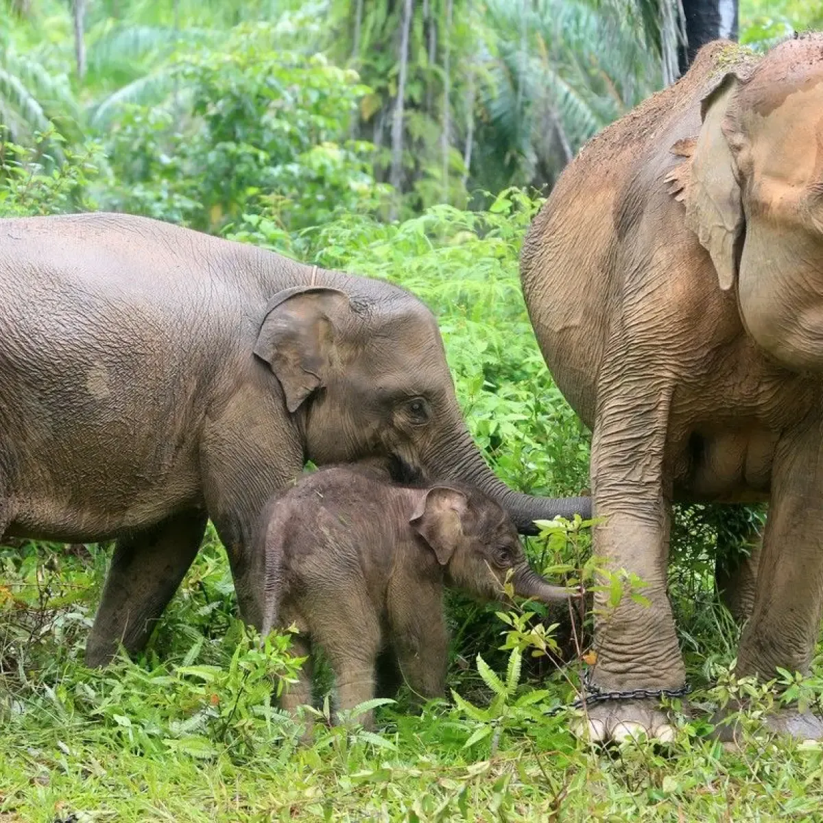Gajah Afrika Gunakan Tanaman Obat untuk Mengobati Diri dan Anaknya