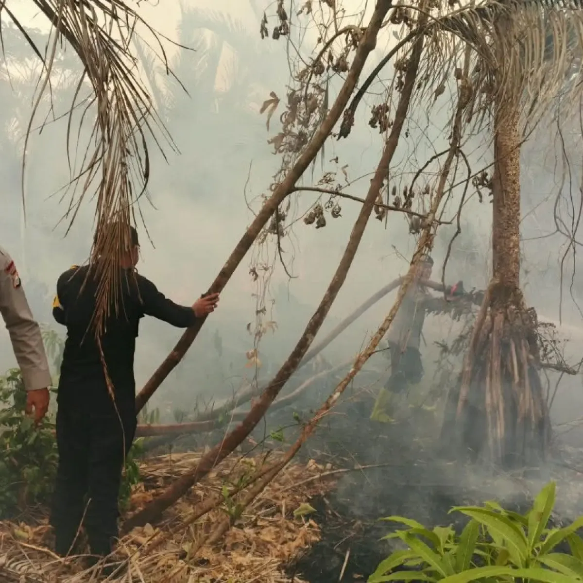 Kebakaran Menghanguskan Setengah Hektare Lahan di Halmahera Timur