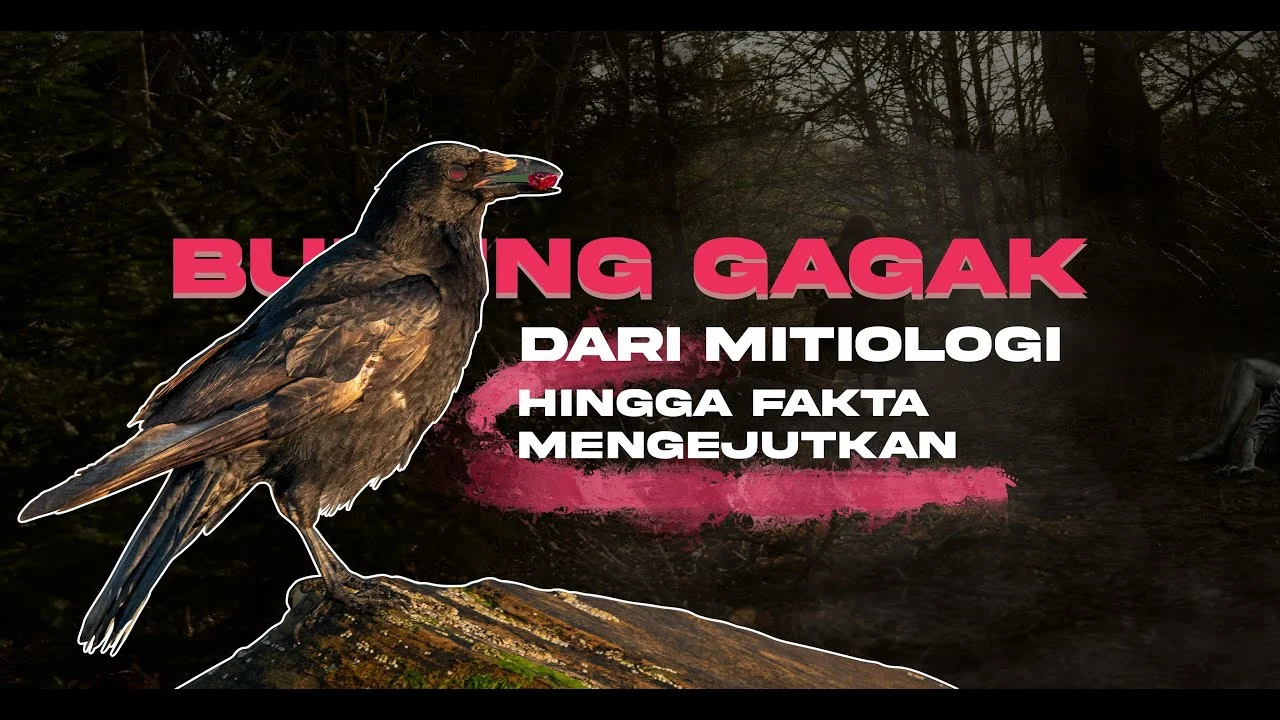 Masyarakat Jawa Tafsirkan Mitos Burung Gagak Mengitari Rumah, Ilmu Pengetahuan Beri Penjelasan Berbeda