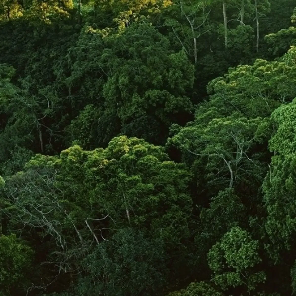 WALHI Jawa Barat Awasi Eiger Nature di Bogor Berbasis Sains